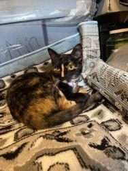 Lost Female Cat last seen Guajome Park, Vista, CA 92083
