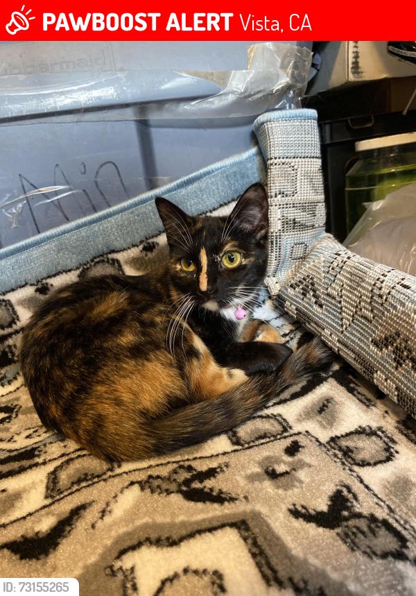 Lost Female Cat last seen Guajome Park, Vista, CA 92083