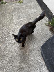 Found/Stray Male Cat last seen Russell Avenue N22 6PP, Noel Park, England N22 6PP