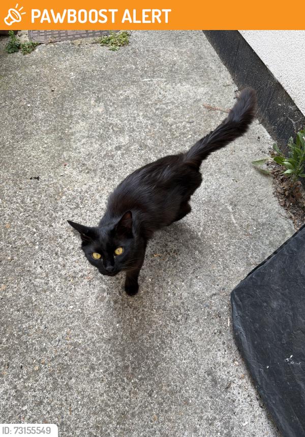 Found/Stray Male Cat last seen Russell Avenue N22 6PP, Noel Park, England N22 6PP