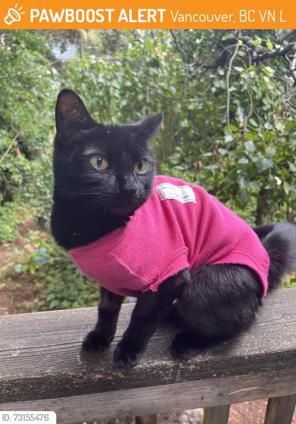 Found/Stray Unknown Cat last seen Commercial drive, Vancouver, BC V5N 1L6