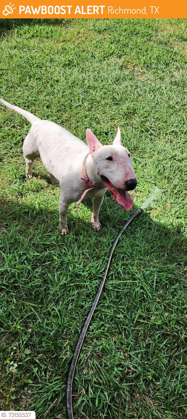 Found/Stray Female Dog last seen Across the street from baptist church, Richmond, TX 77469