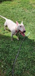 Found/Stray Female Dog last seen Across the street from baptist church, Richmond, TX 77469