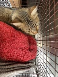 Shelter Stray Female Cat last seen Near E Saint Elmo Road, AUSTIN, TX, 78745, 7201 Levander Loop bldg a, Austin, TX 78702, USA