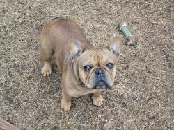 Lost Female Dog last seen Deer Wood & Arden Wood Subdivisions, Rockdale County, GA 30094