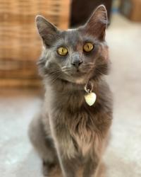 Lost Male Cat last seen Near N Going St, Portland, OR 97218