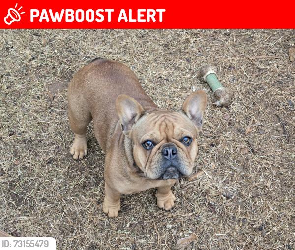 Lost Female Dog last seen Deer Wood & Arden Wood Subdivisions, Rockdale County, GA 30094
