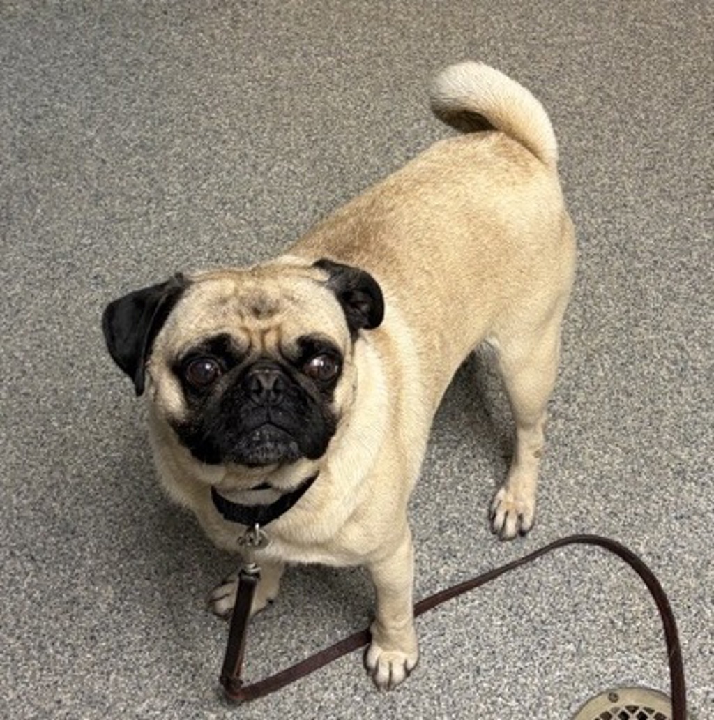 Shelter Stray Male Dog last seen Rancheros Drive, San Marcos, CA, 92069, Escondido, CA 92027, USA