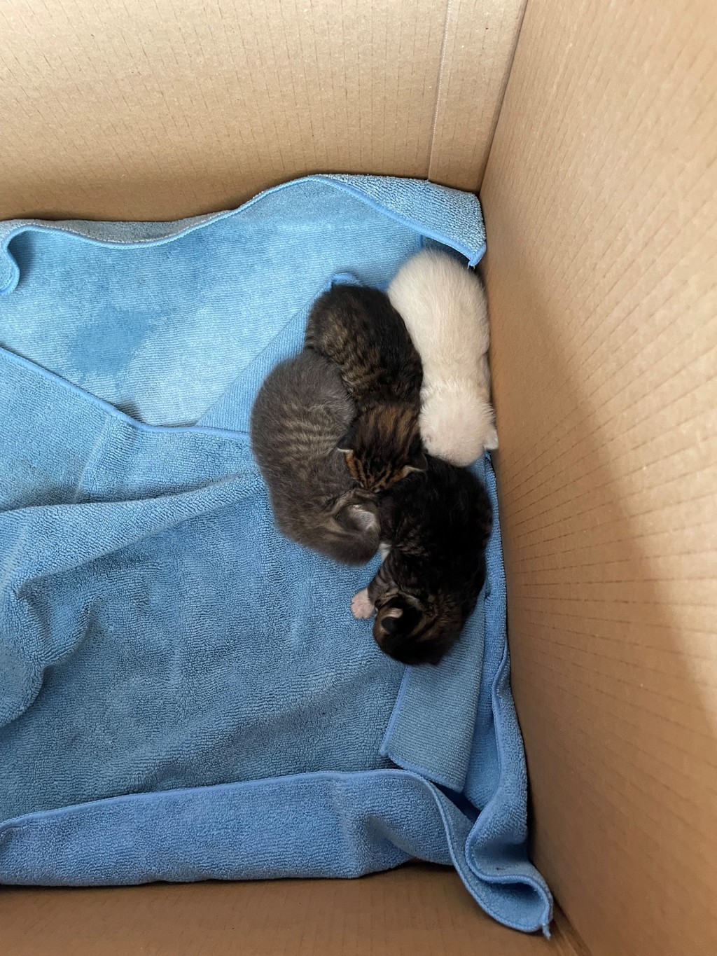 Shelter Stray Male Cat last seen Near E Saint Elmo Road, AUSTIN, TX, 78745, 7201 Levander Loop bldg a, Austin, TX 78702, USA