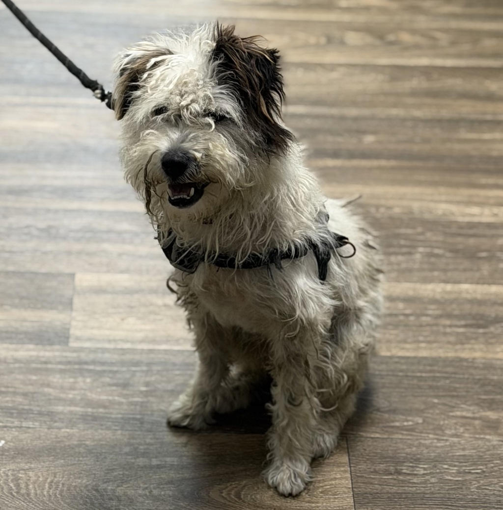 Shelter Stray Male Dog last seen Imperial Avenue, San Diego, CA, 92113, 5500 Gaines St, San Diego, CA 92110, USA