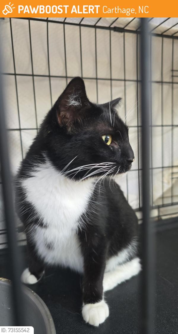 Found/Stray Unknown Cat last seen Beyond Bojangles in Carthage NC, Carthage, NC 28327
