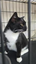 Found/Stray Unknown Cat last seen Beyond Bojangles in Carthage NC, Carthage, NC 28327