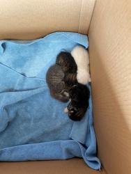 Shelter Stray Unknown Cat last seen Near E Saint Elmo Road, AUSTIN, TX, 78745, 7201 Levander Loop bldg a, Austin, TX 78702, USA