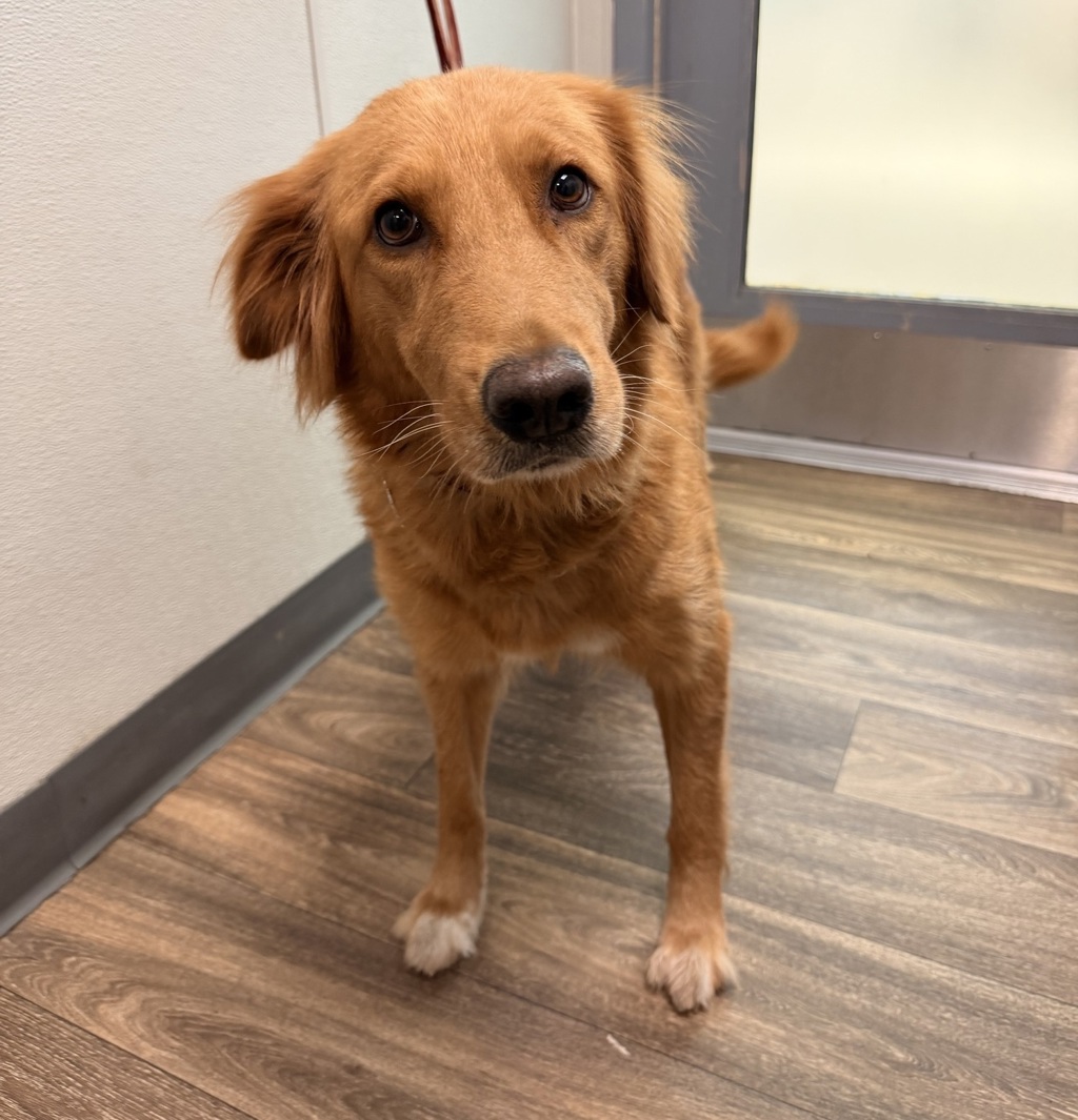 Shelter Stray Female Dog last seen Near S 45th Street, San Diego, CA, 92113, 5500 Gaines St, San Diego, CA 92110, USA