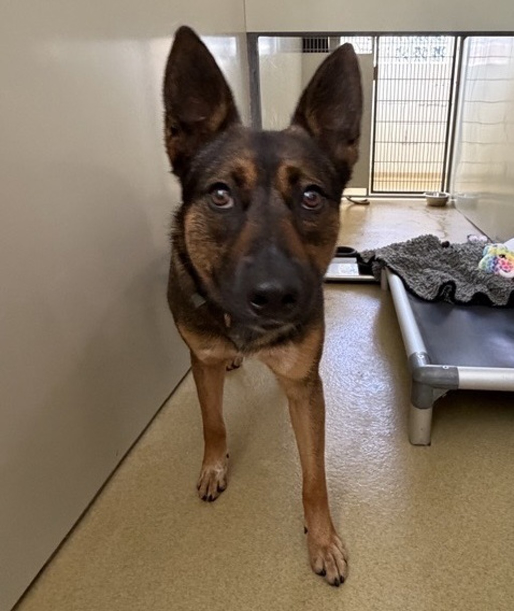Shelter Stray Female Dog last seen Citrus Avenue, Escondido, CA, 92026, Escondido, CA 92027, USA