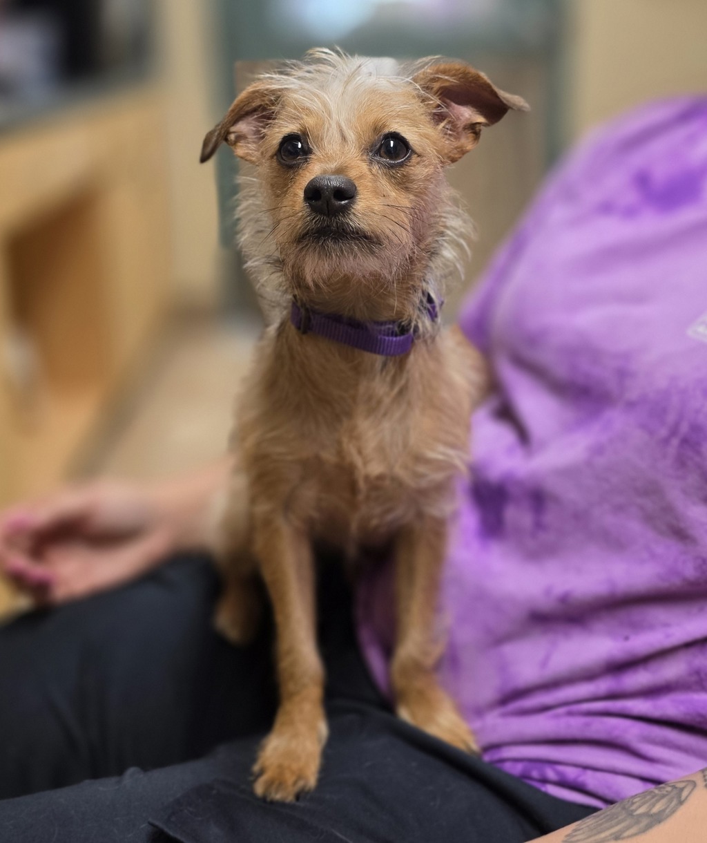 Shelter Stray Female Dog last seen SE 152nd and Powell, PORTLAND, OR, 97236, 1700 W Historic Columbia River Hwy, Troutdale, OR 97060, USA