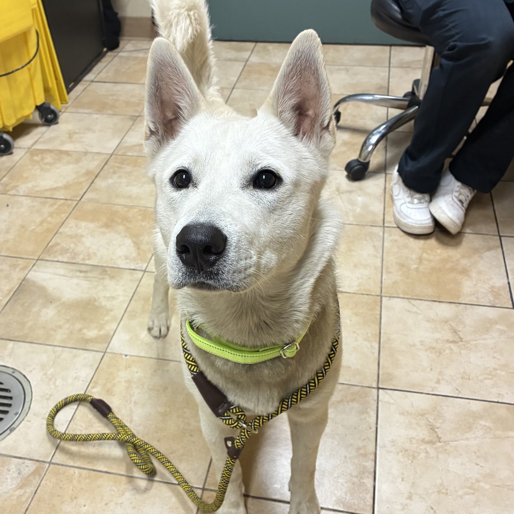 Shelter Stray Male Dog last seen Marine Drive and Airport way, PORTLAND, OR, 97230, 1700 W Historic Columbia River Hwy, Troutdale, OR 97060, USA