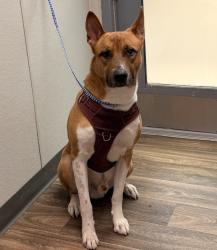 Shelter Stray Male Dog last seen Near Station Village Way, San Diego, CA, 92108, 5500 Gaines St, San Diego, CA 92110, USA