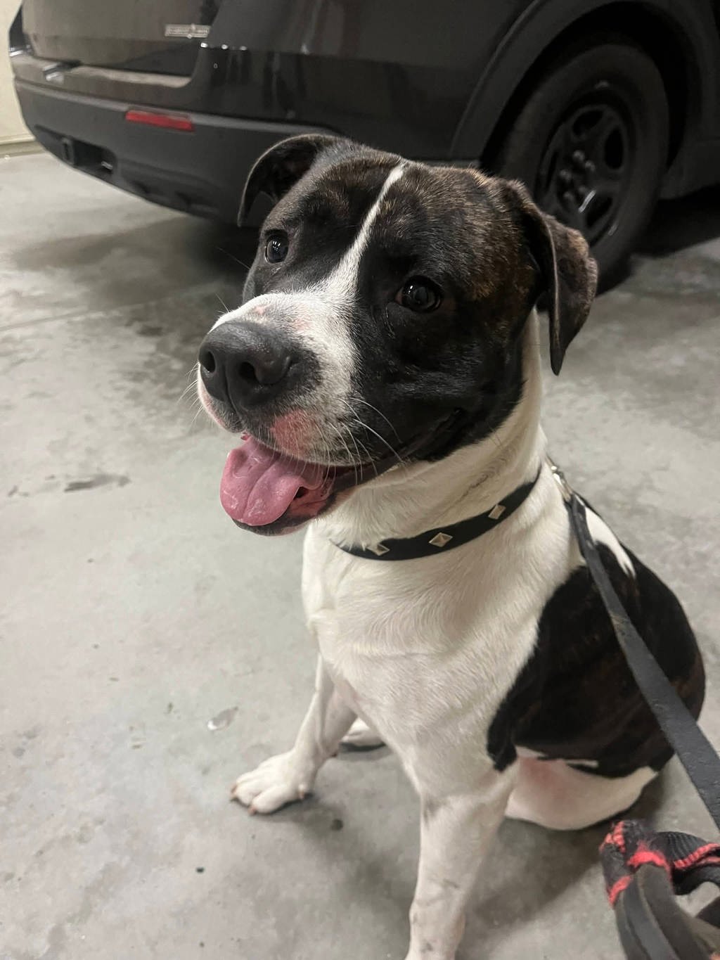 Shelter Stray Male Dog last seen Near Santar Place, San Marcos, CA, 92069, Escondido, CA 92027, USA