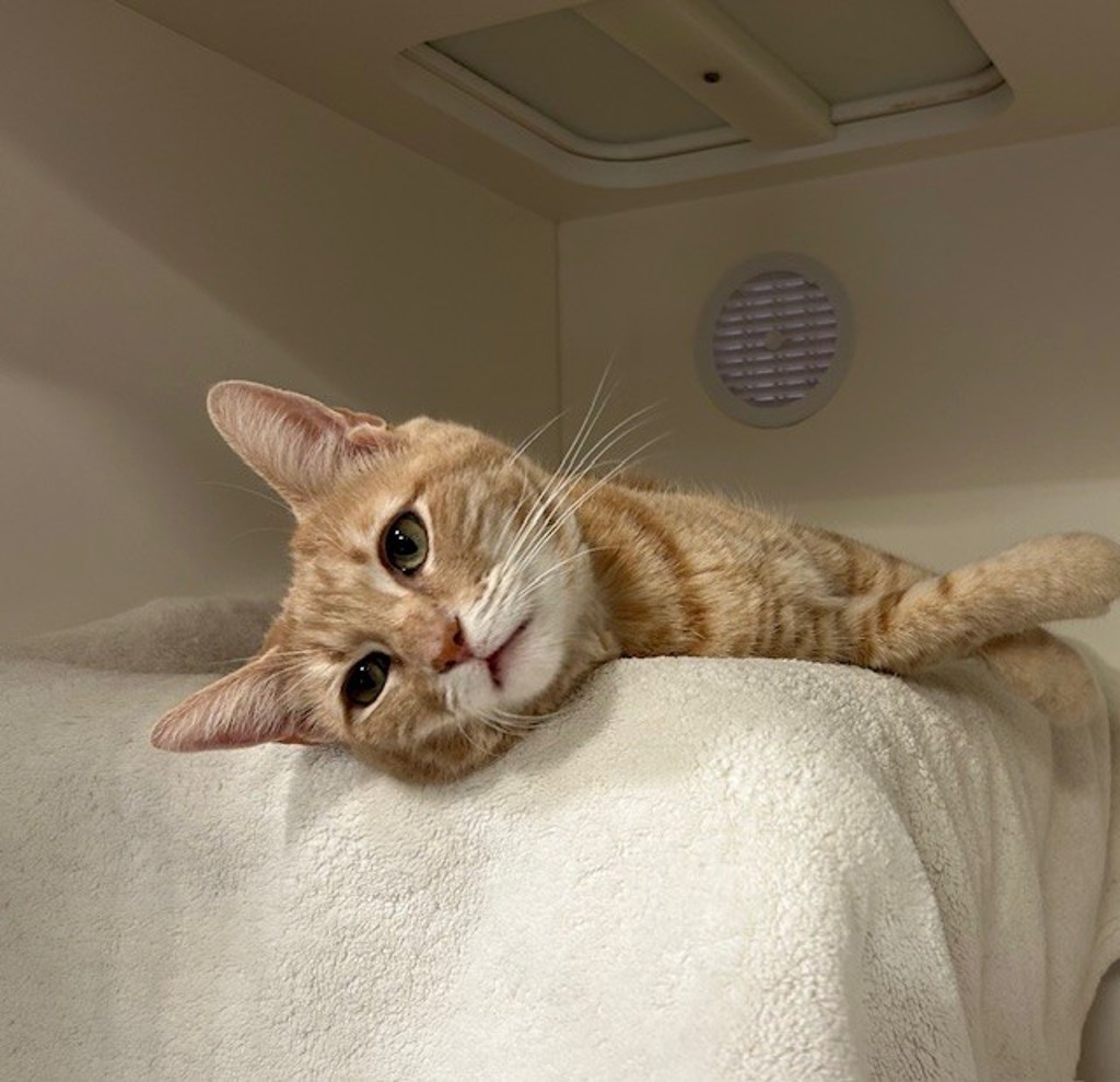 Shelter Stray Female Cat last seen Near Monroe Avenue, San Diego, CA, 92116, 5500 Gaines St, San Diego, CA 92110, USA