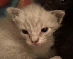 Shelter Stray Male Cat last seen Marigold Dr, Campo, CA, 91906, 5500 Gaines St, San Diego, CA 92110, USA