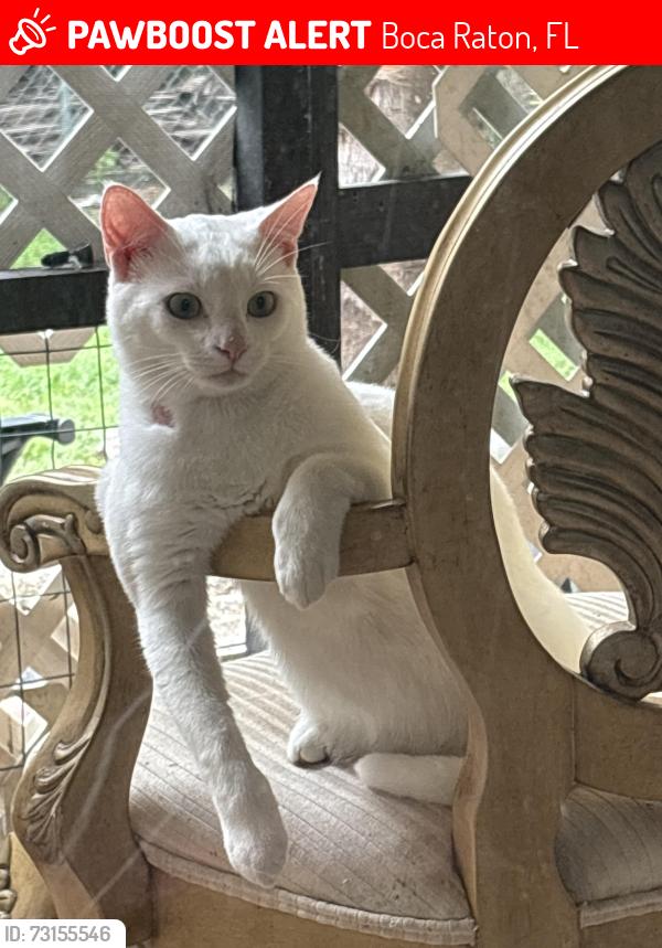 Lost Male Cat last seen Corner of 61st Way, Boca Raton, FL 33428