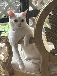Lost Male Cat last seen Corner of 61st Way, Boca Raton, FL 33428