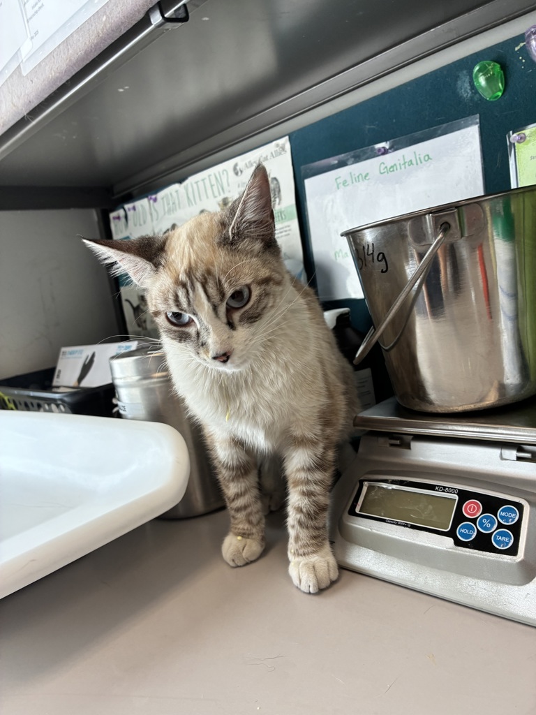 Shelter Stray Female Cat last seen Near S Main Street, Midvale, UT, 84047, 511 W 3900 S, Salt Lake City, UT 84123, USA