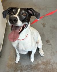Shelter Stray Female Dog last seen Near S Bingham Junction Boulevard, Midvale, UT, 84047, 511 W 3900 S, Salt Lake City, UT 84123, USA