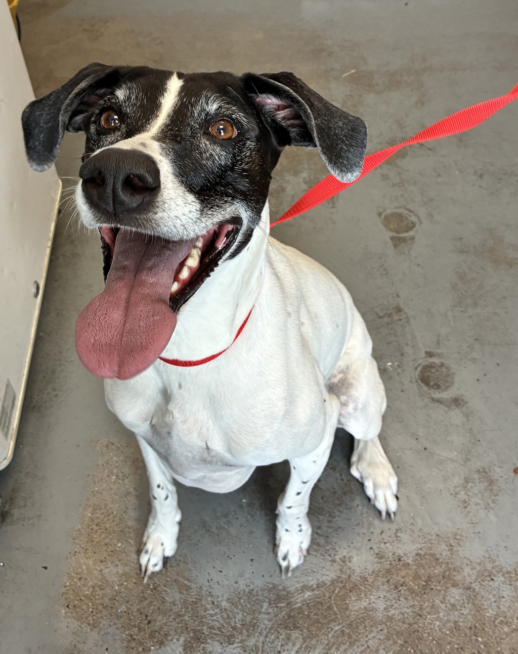Shelter Stray Female Dog last seen Near S Bingham Junction Boulevard, Midvale, UT, 84047, 511 W 3900 S, Salt Lake City, UT 84123, USA