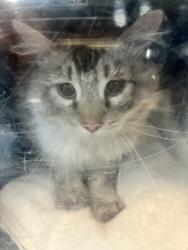 Shelter Stray Male Cat last seen Near W 5215 S, Kearns Township, UT, 84118, 511 W 3900 S, Salt Lake City, UT 84123, USA