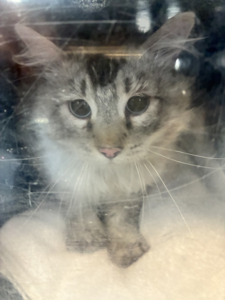 Shelter Stray Male Cat last seen Near W 5215 S, Kearns Township, UT, 84118, 511 W 3900 S, Salt Lake City, UT 84123, USA