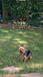 Lost Female Dog last seen Moss Rd, Charlotte, NC 28273