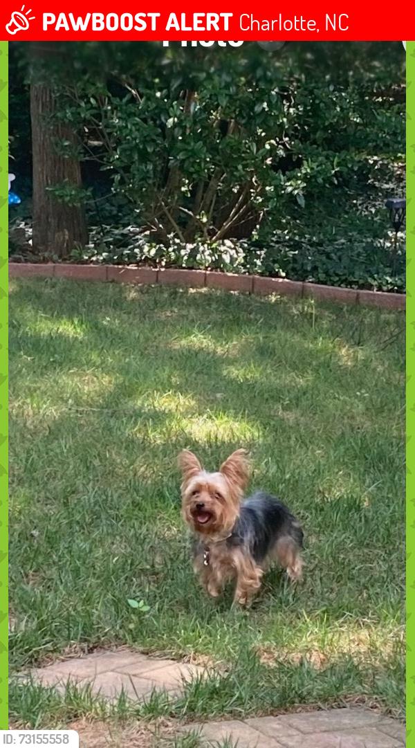 Lost Female Dog last seen Moss Rd, Charlotte, NC 28273
