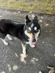 Found/Stray Unknown Dog last seen Aurora Ave N, Seattle, WA 98133