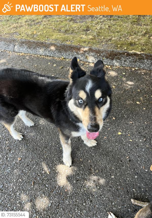 Found/Stray Unknown Dog last seen Aurora Ave N, Seattle, WA 98133
