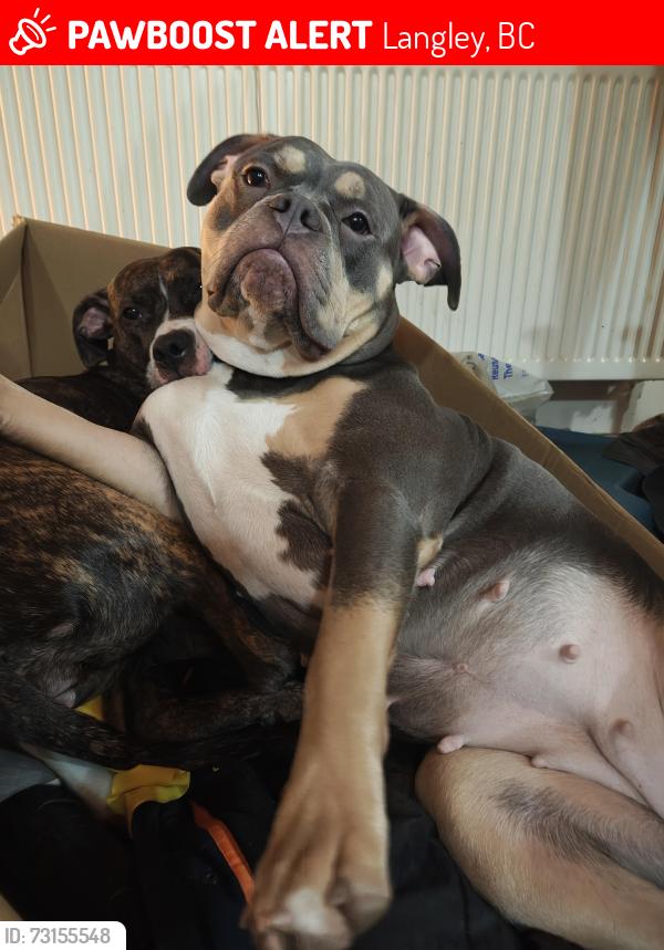 Lost Female Dog last seen Toby Langley High Street, Langley, BC 