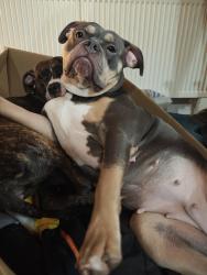 Lost Female Dog last seen Toby Langley High Street, Langley, BC 