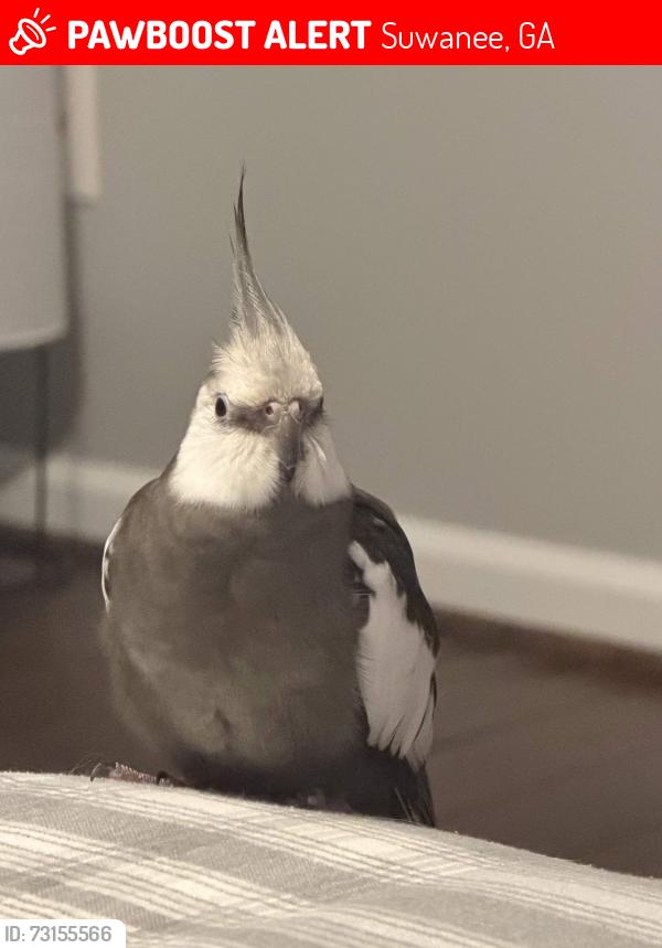 Lost Male Bird last seen Near Village crest Dr, suwanee GA, Suwanee, GA 30024