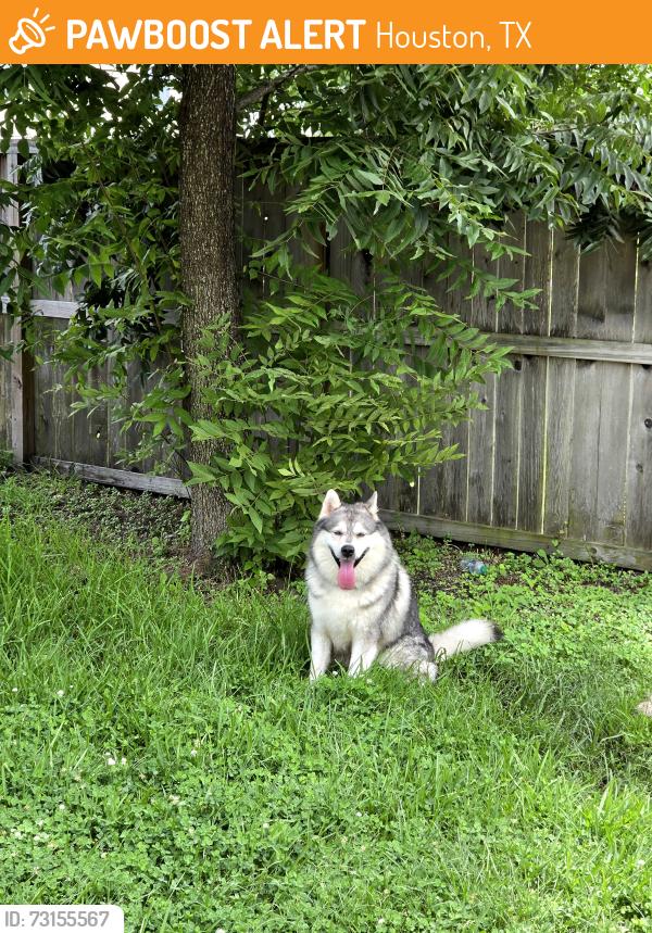 Found/Stray Male Dog last seen Near, Houston, TX 77086