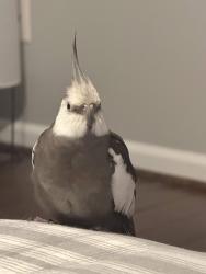 Lost Male Bird last seen Near Village crest Dr, suwanee GA, Suwanee, GA 30024