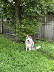 Found/Stray Male Dog last seen Near, Houston, TX 77086