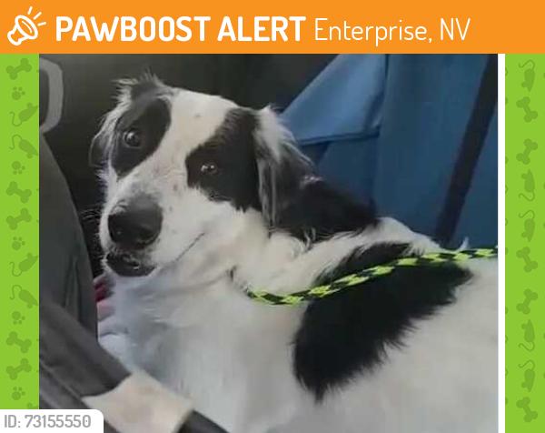 Found/Stray Male Dog last seen Serene and Conquistador, Enterprise, NV 89141
