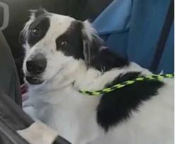 Found/Stray Male Dog last seen Serene and Conquistador, Enterprise, NV 89141