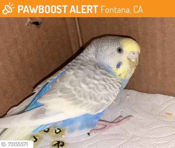 Found/Stray Unknown Bird last seen Rosena Ave Juniper Ave Orange Way, Fontana, CA 92335