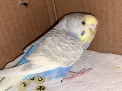 Found/Stray Unknown Bird last seen Rosena Ave Juniper Ave Orange Way, Fontana, CA 92335