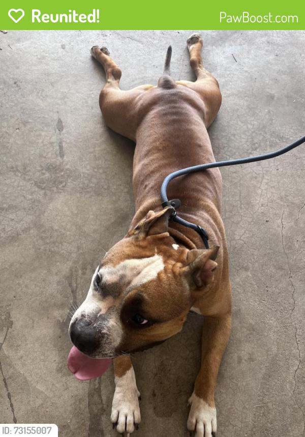 Reunited Male Dog last seen Ashely Dr. and 18th St. in Salem East neighborhood, Independence, MO 64058