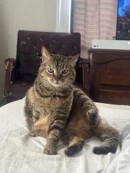 Lost Female Cat last seen Post st & Stockton st, Jacksonville, FL 32204
