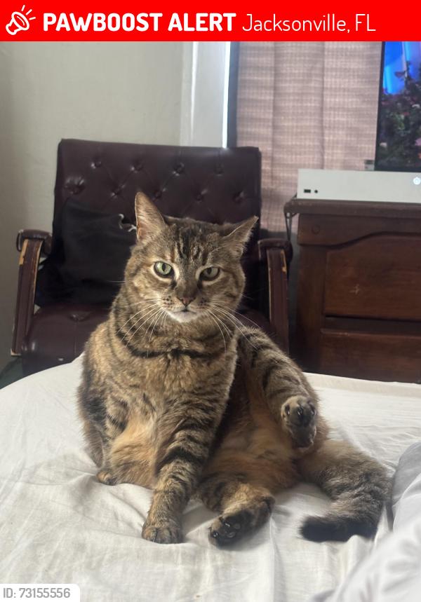 Lost Female Cat last seen Post st & Stockton st, Jacksonville, FL 32204