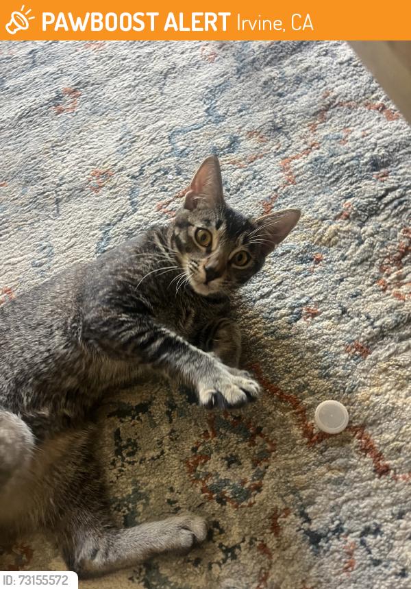 Found/Stray Female Cat last seen Park West Leasing Office, Irvine, CA 92612